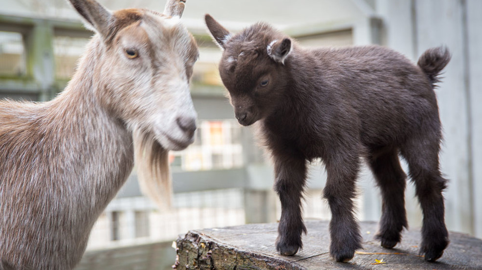 mongolian baby goat