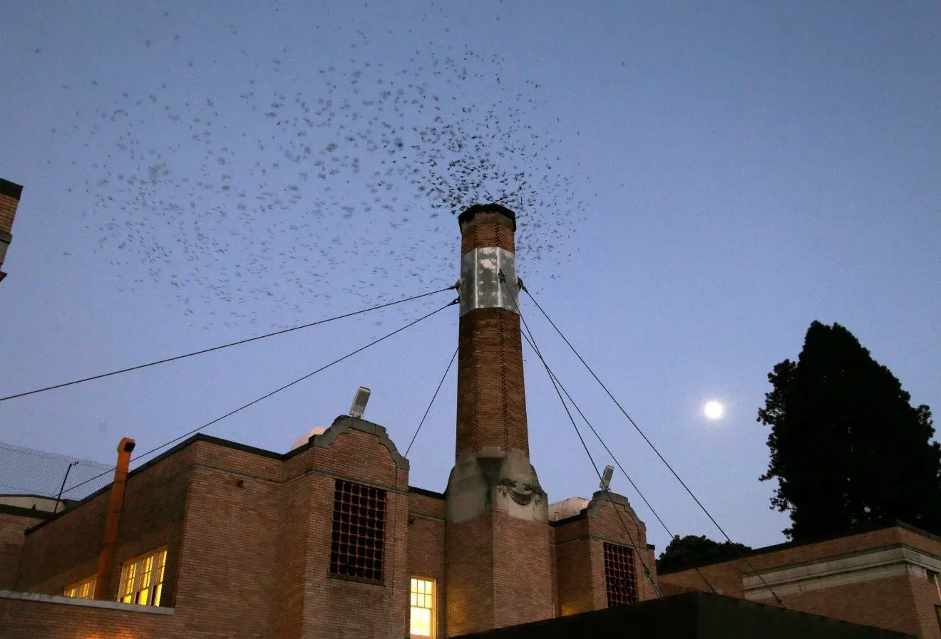 Bird Alliance of Oregon Monitoring Return of Vaux’s Swifts to Chapman Elementary