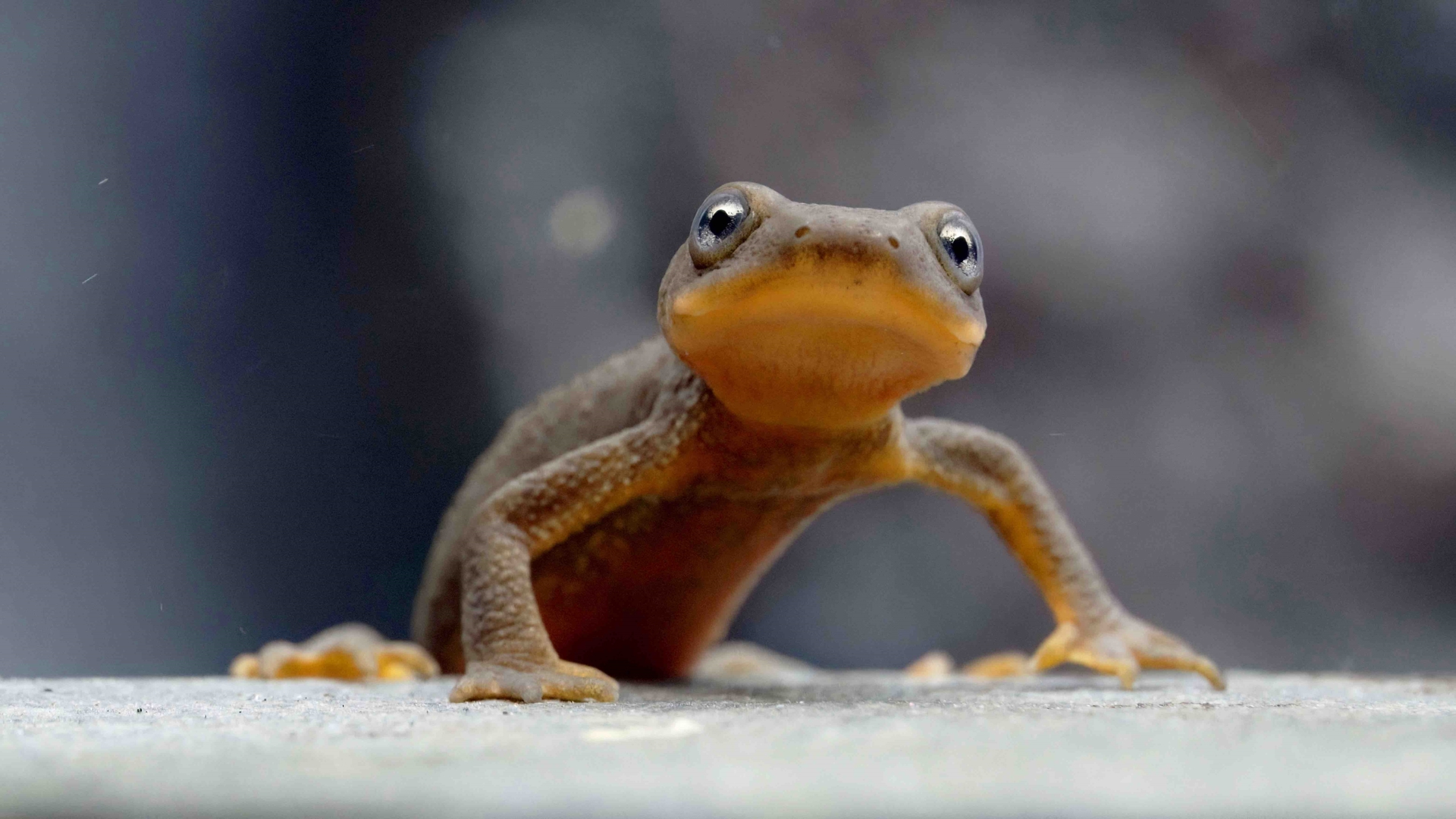 Oregon Zoo Launches Plan to Save Crater Lake’s Endangered Newt