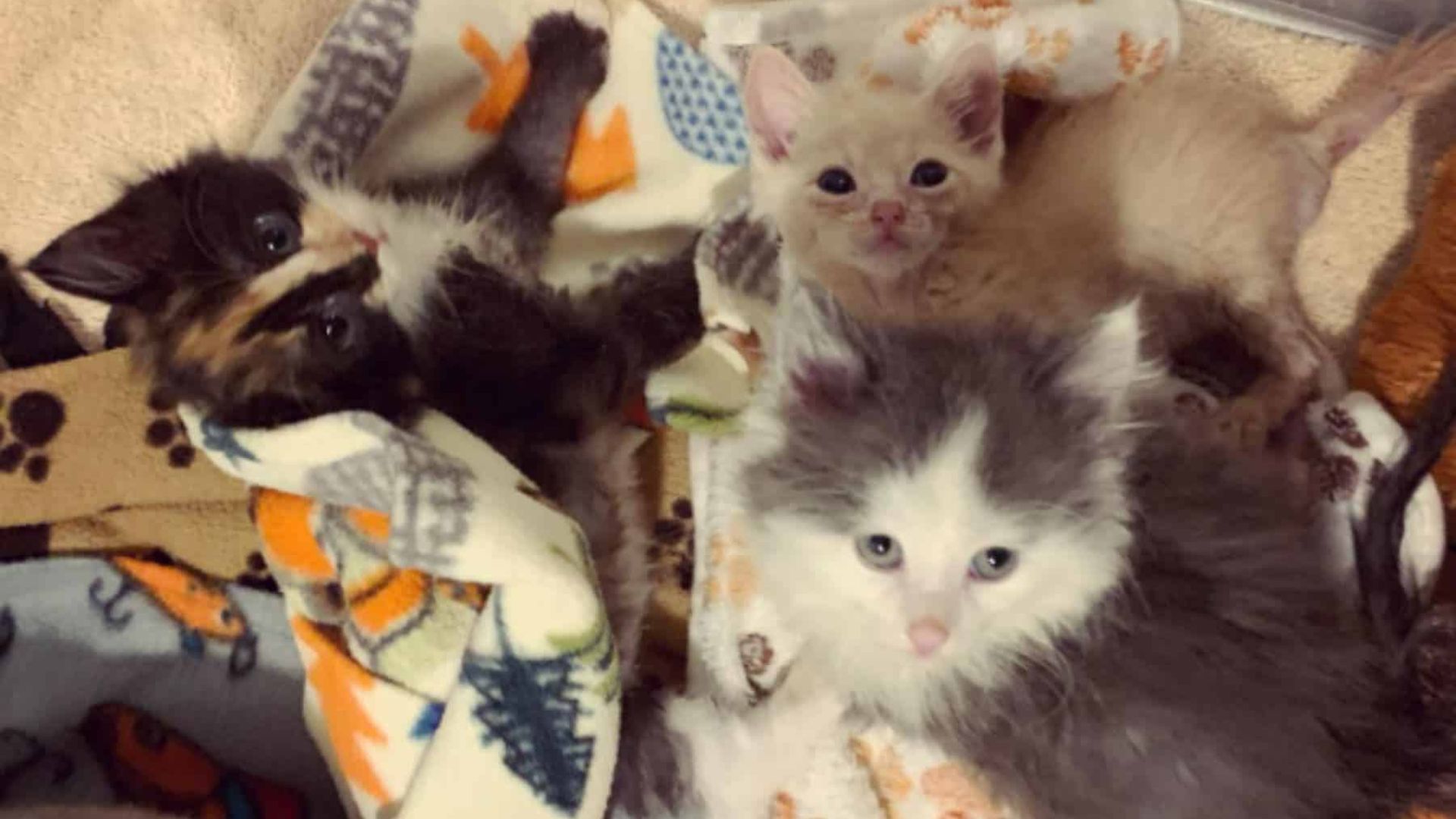 Portland Foster Mom Saves Kittens Battling Deadly Virus — And Finds a Miracle in the Process