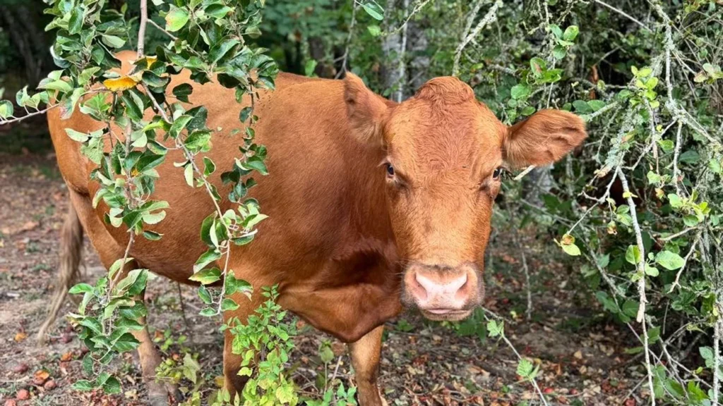 Cows on the Loose Cause ‘Udder Mayhem’ in Sherwood Neighborhood