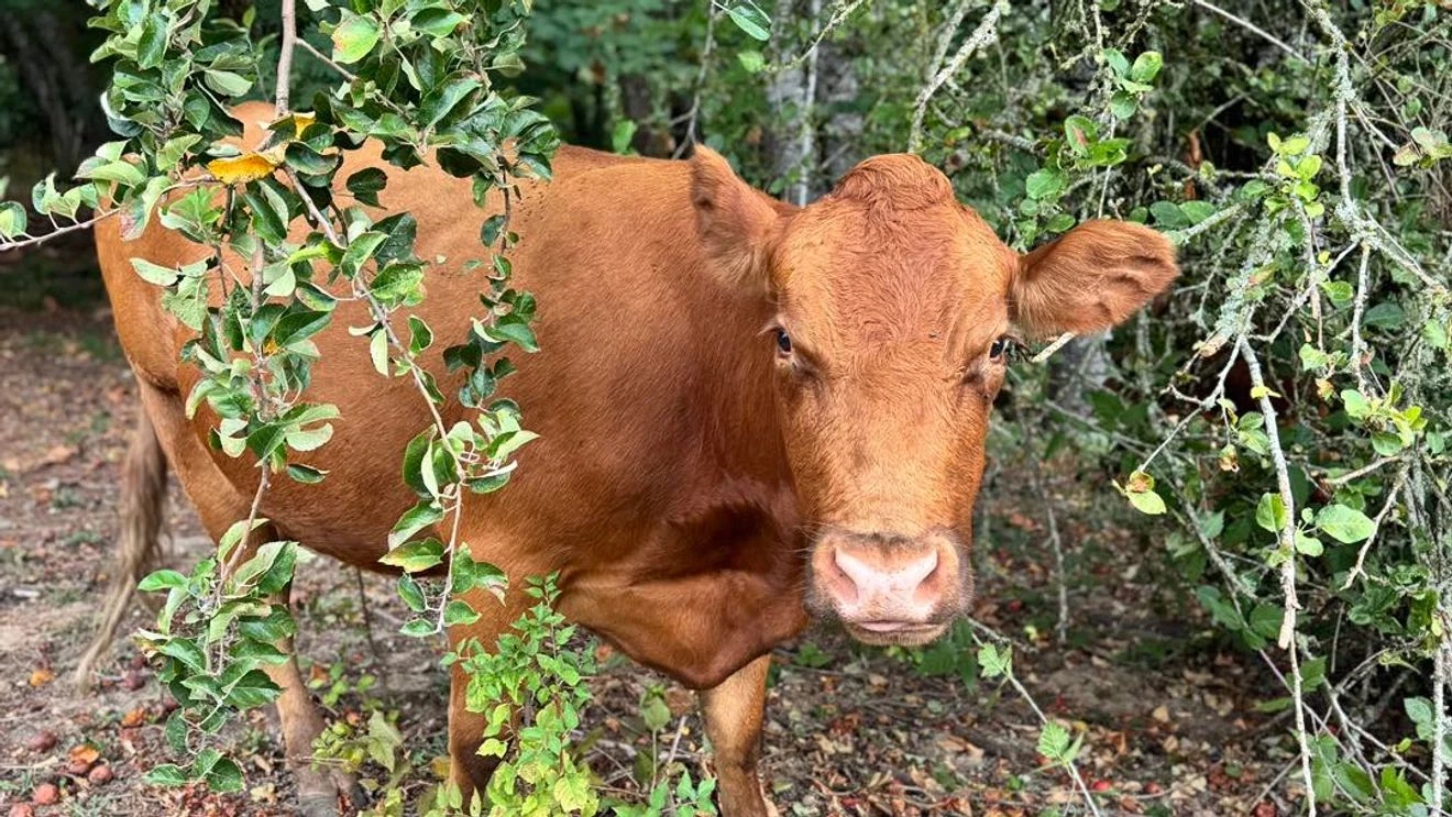 Cows on the Loose Cause ‘Udder Mayhem’ in Sherwood Neighborhood