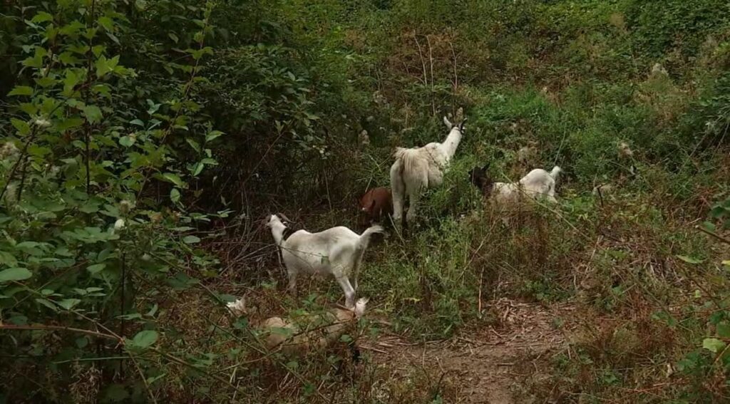 Goats Put to Work as ‘Natural Lawn Mowers’ at SE Portland Golf Course