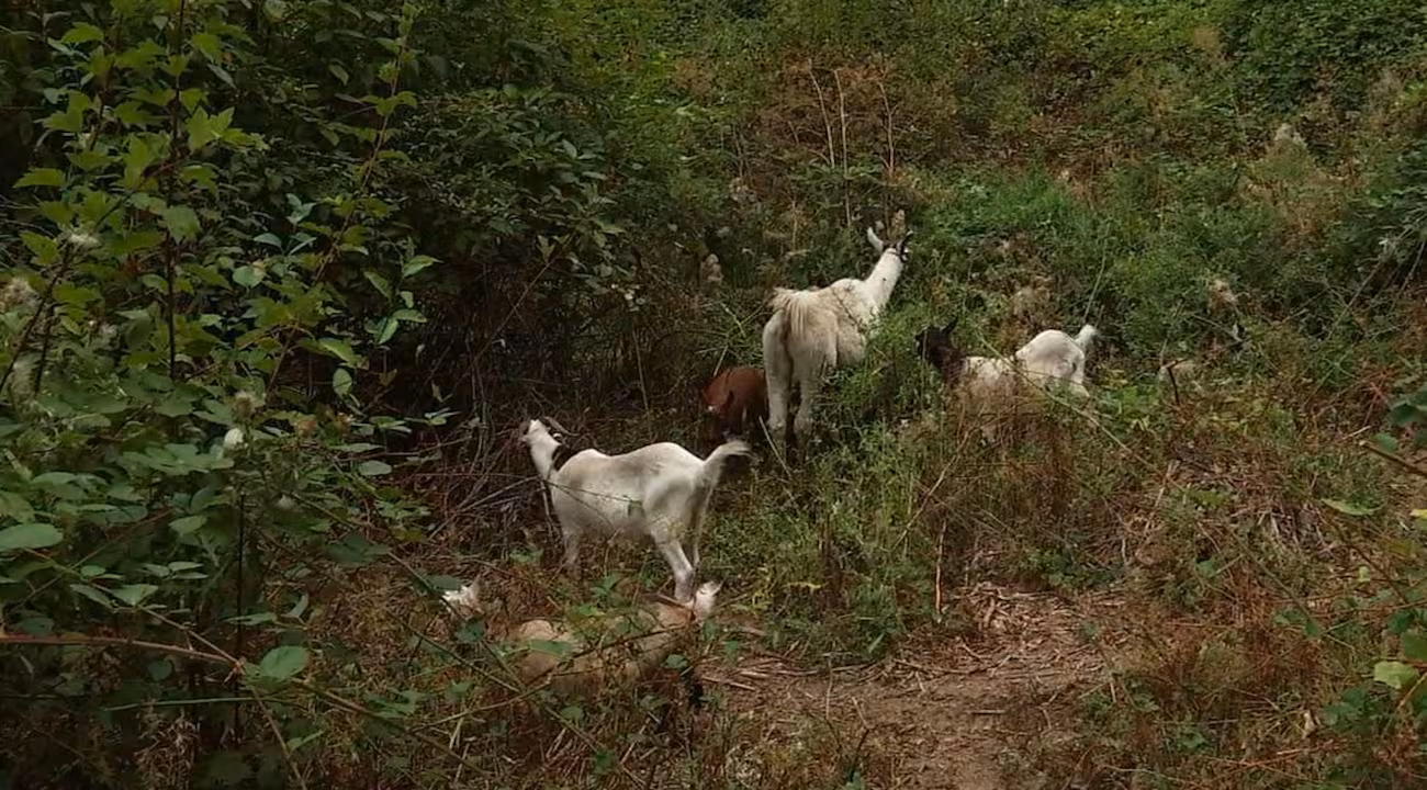 Goats Put to Work as ‘Natural Lawn Mowers’ at SE Portland Golf Course