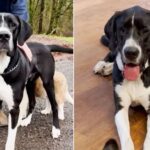 Idaho Shelter Pup’s Struggles Lead Him to a Sanctuary Full of Surprises