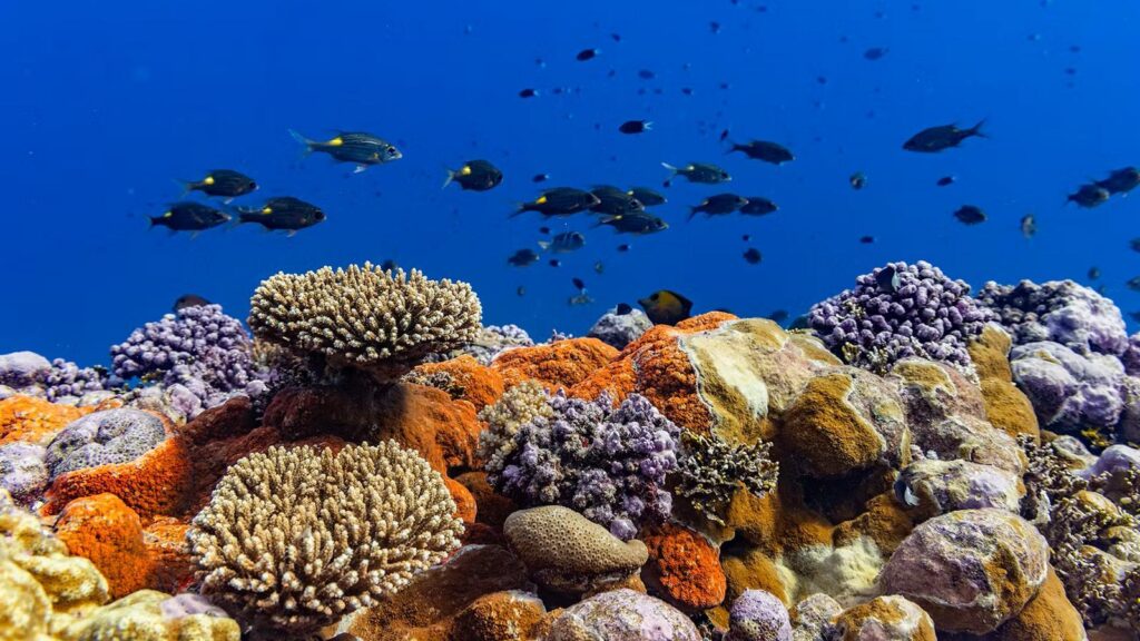 Jeff Bezos Pledges $37.5 Million to Protect Vast Pacific Waters