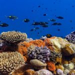 Jeff Bezos Pledges $37.5 Million to Protect Vast Pacific Waters