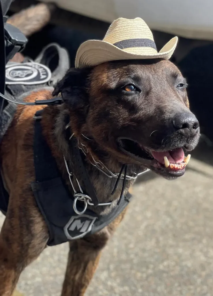 Molalla Police Department, City Mourn Loss of Beloved K9 Officer Benz