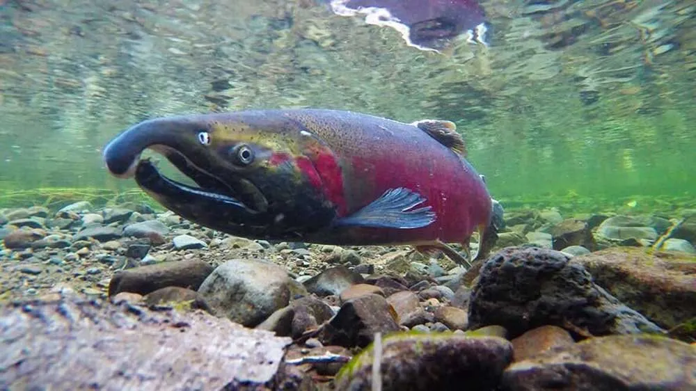 Oregon Sues Trump Administration Over Hydroelectric Dams, Salmon Survival