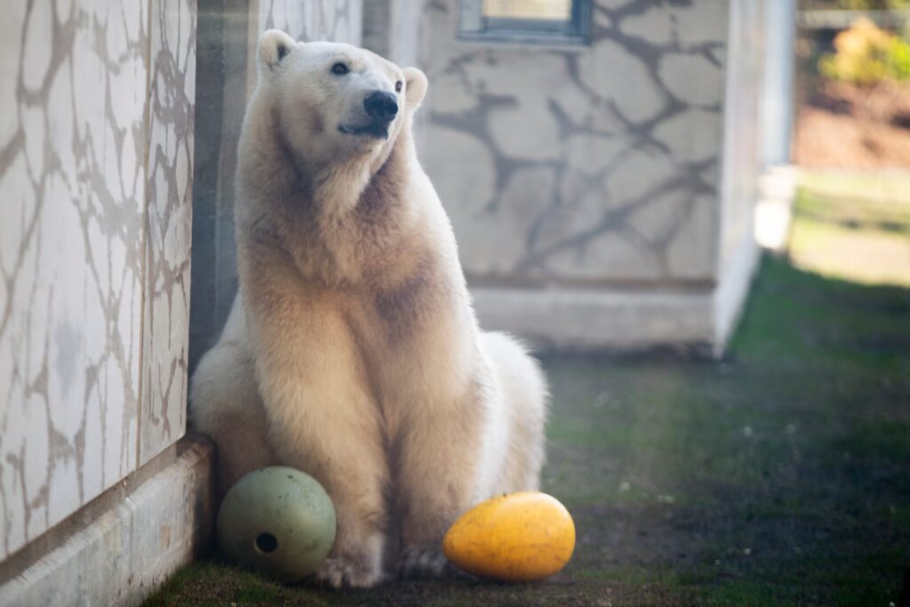 Oregon Zoo Says Farewell to Nora the Polar Bear — and Prepares to Welcome Kallik