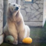 Oregon Zoo Says Farewell to Nora the Polar Bear — and Prepares to Welcome Kallik