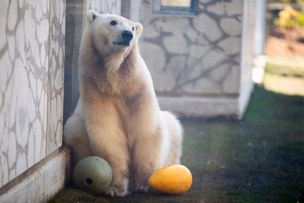 Oregon Zoo Says Farewell to Nora the Polar Bear — and Prepares to Welcome Kallik