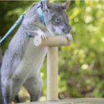 ‘Surprised by Their Size’: Oregon Zoo Welcomes Giant Pouched Rats