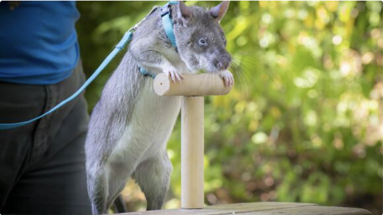 ‘Surprised by Their Size’: Oregon Zoo Welcomes Giant Pouched Rats