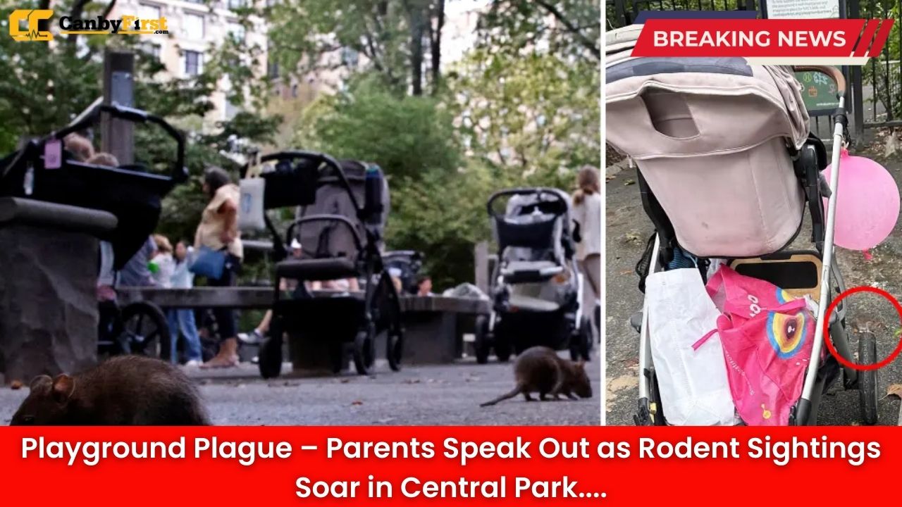 Playground Plague – Parents Speak Out as Rodent Sightings Soar in Central Park