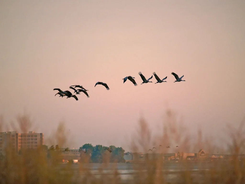 Sandy Launches “Lights Out” Effort to Protect Migrating Birds