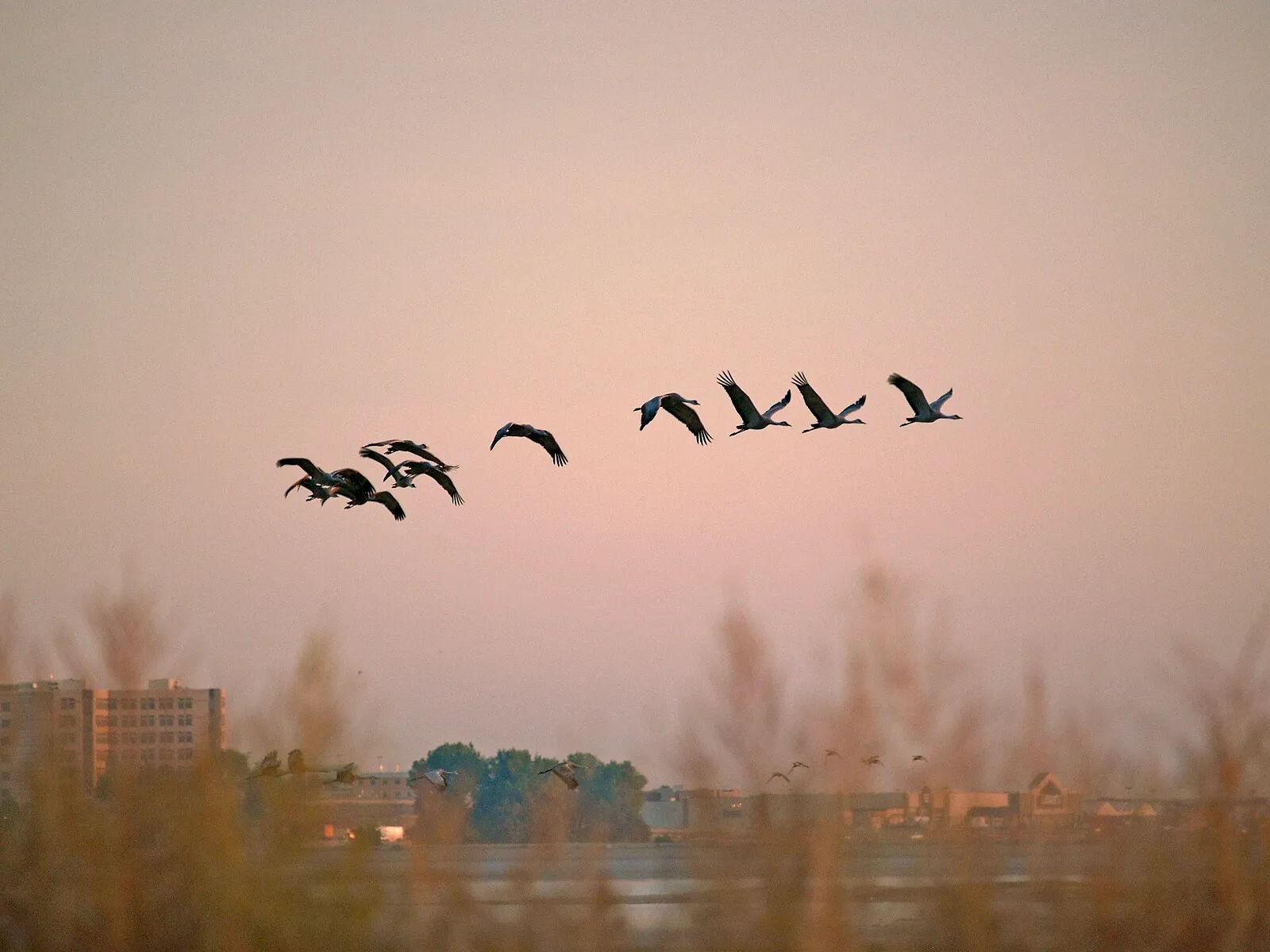 Sandy Launches “Lights Out” Effort to Protect Migrating Birds