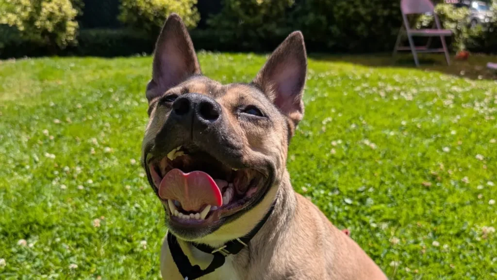 Second Chance: Meet Masha, a Pit Bull Mix with a “Heart of Gold”