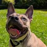 Second Chance: Pitbull Mix with a ‘Heart of Gold’