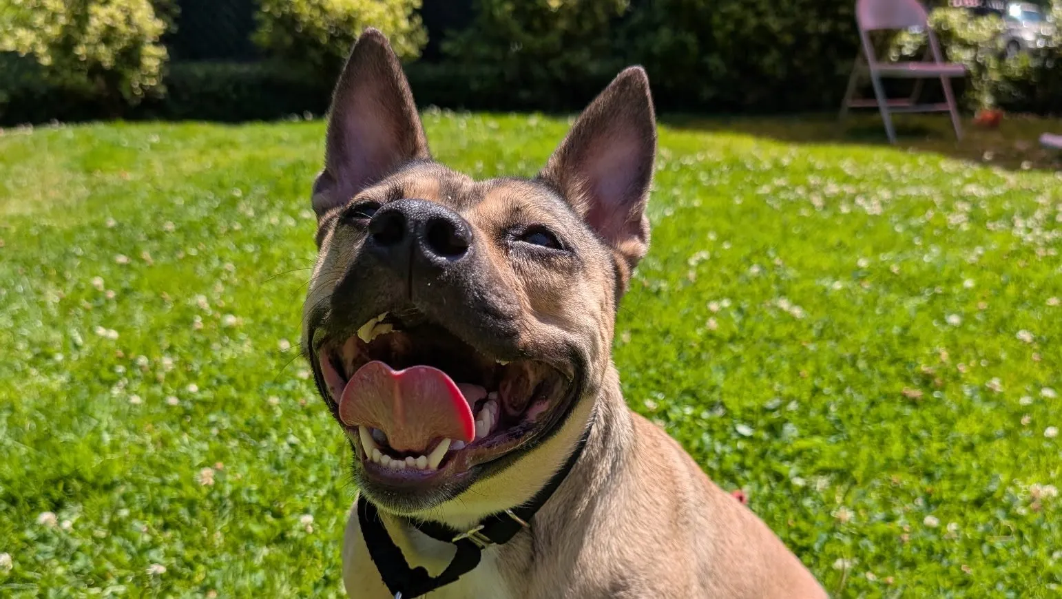 Second Chance: Pitbull Mix with a ‘Heart of Gold’