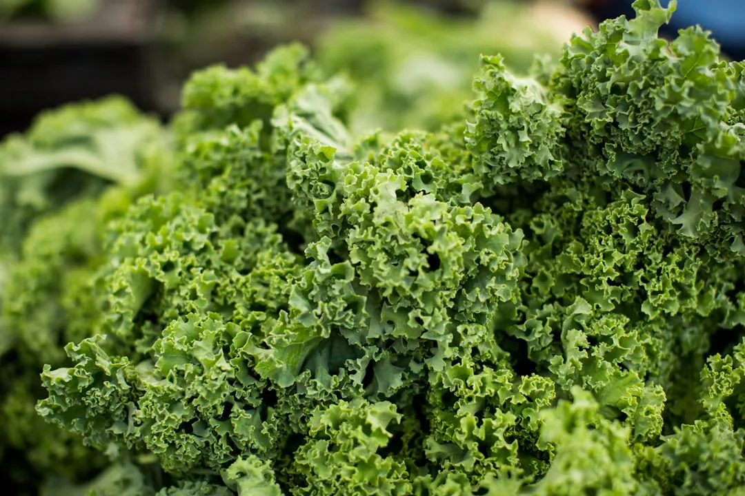 U.S. Military Cleans Up “Discarded Kale” at Portland Farmers Market