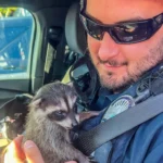 Vancouver Police Officer Rescues Illegally Kept Baby Raccoon