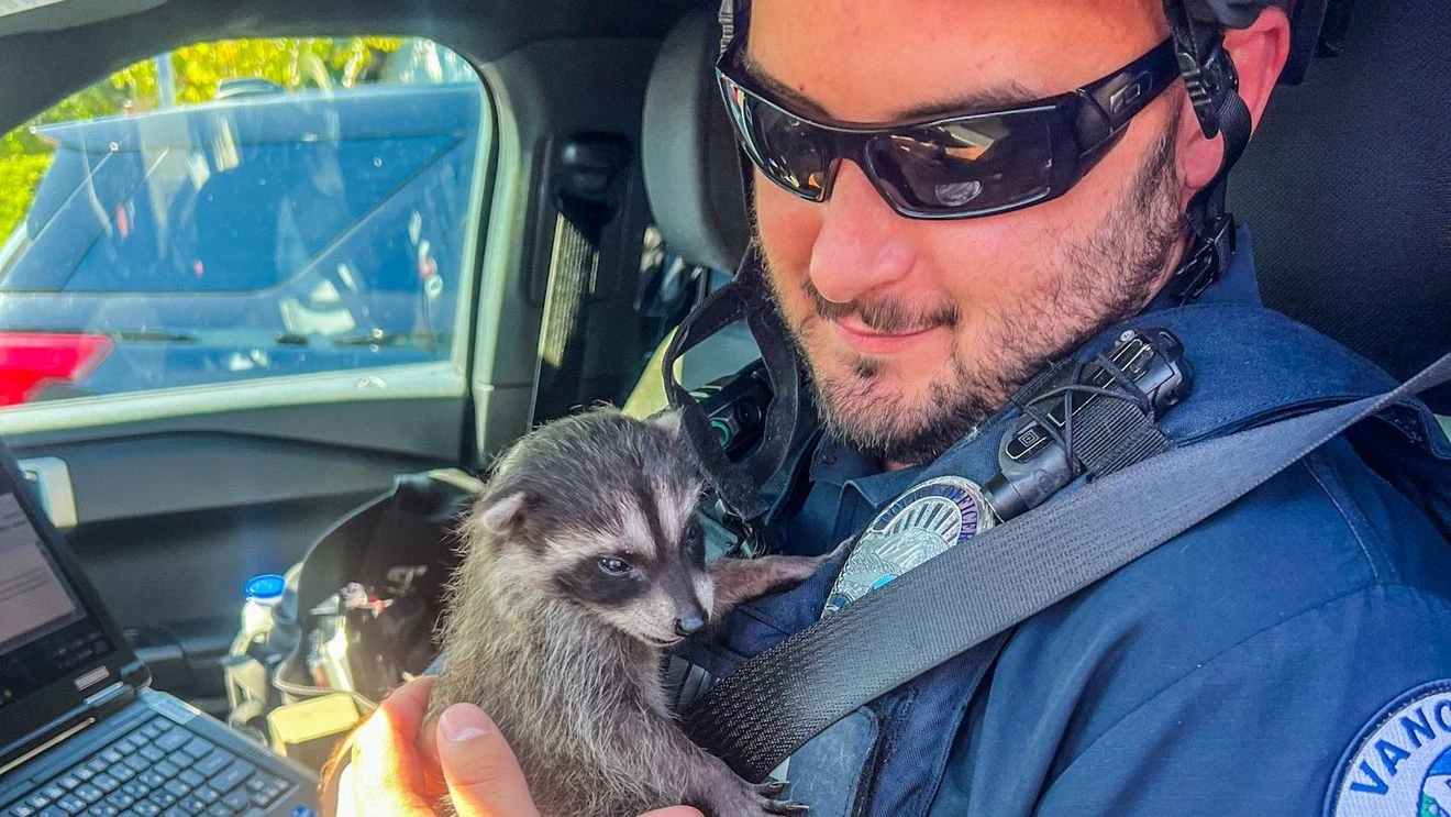 Vancouver Police Officer Rescues Illegally Kept Baby Raccoon
