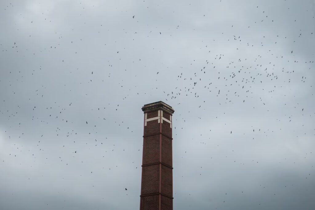 Vaux’s Swifts Create New Roosting Pattern Across Portland, Leaving Chapman Behind