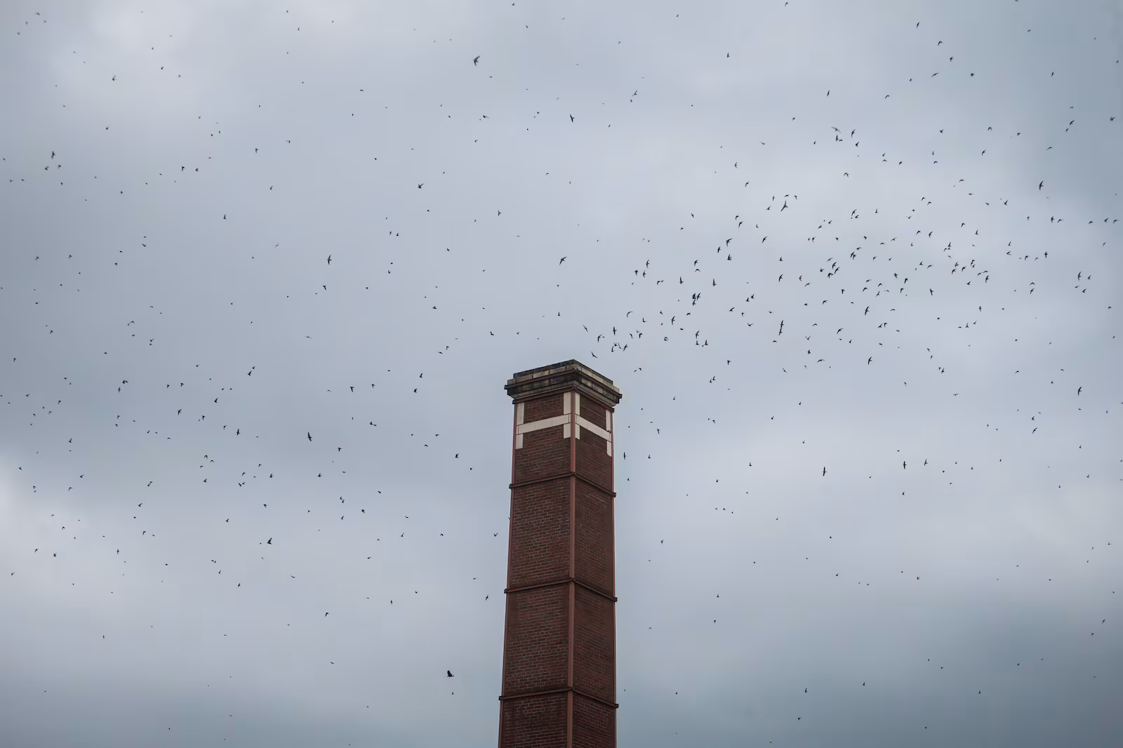 Vaux’s Swifts Create New Roosting Pattern Across Portland, Leaving Chapman Behind