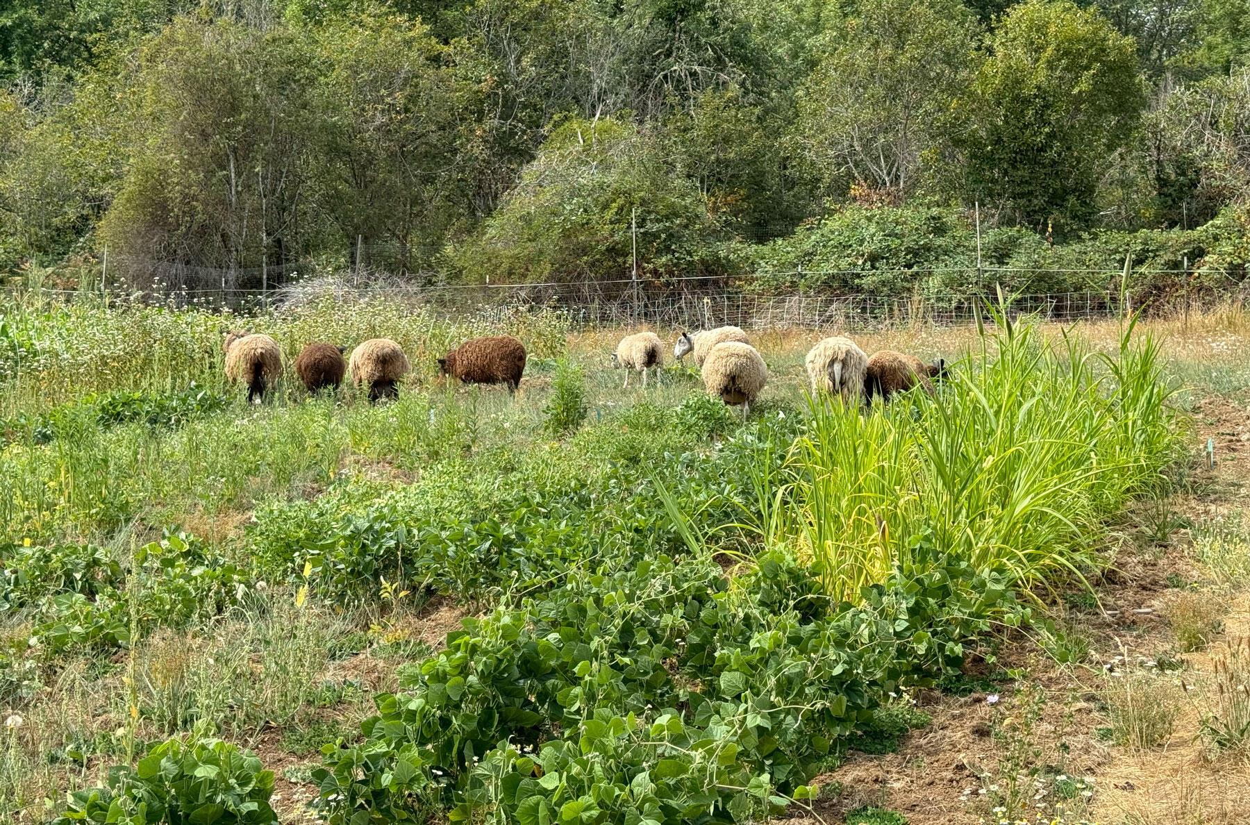 Warm-Season Crops Offer Food and Forage Options for Western Oregon Farmers