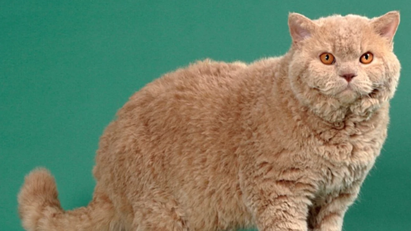 ‘Born to Be Wild’ International Cat Show Takes Over Portland