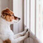 Beaverton’s Adorable Dogs Waiting for a Loving Home