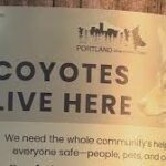 Coyote Grabs and Injures Child in Portland Neighborhood: Officials Call It a ‘Concerning Incident’