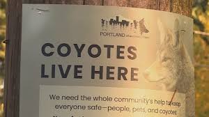 Coyote Grabs and Injures Child in Portland Neighborhood: Officials Call It a ‘Concerning Incident’