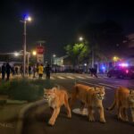 ICE Deploys Cougars in Portland, Says Pepper Spray ‘Just Wasn’t Scary Enough’