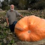 Madras Man Grows Another Giant Pumpkin Despite Central Oregon’s Challenging Climate