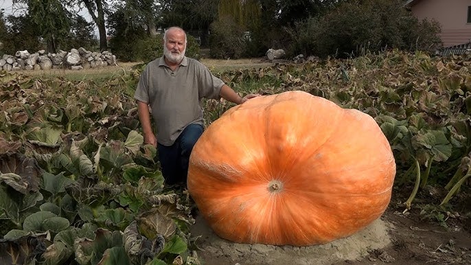 Madras Man Grows Another Giant Pumpkin Despite Central Oregon’s Challenging Climate