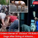 NYC Judge Orders Owner of “Vicious” Pit Bulls to Surrender Dogs After String of Attacks