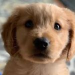New Home Needed: Meet the Latest Adorable Puppies Up for Adoption in Portland, Oregon