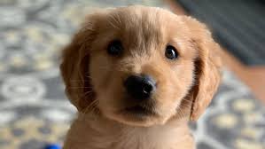 New Home Needed: Meet the Latest Adorable Puppies Up for Adoption in Portland, Oregon
