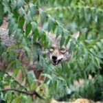 Oregon Child Bitten by Coyote During Backyard Game; Officials Issue Safety Warning