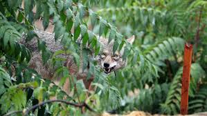 Oregon Child Bitten by Coyote During Backyard Game; Officials Issue Safety Warning