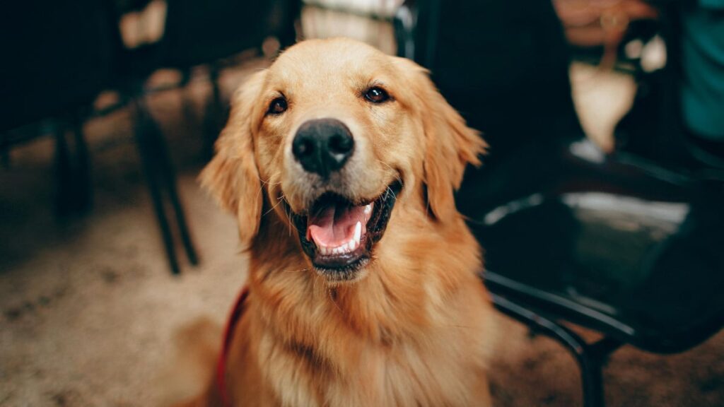 Portland Landlord Accused of Kidnapping Tenant’s Emotional Support Dog and Demanding $500 Ransom