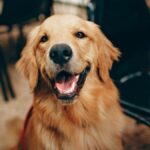 Portland Landlord Accused of Kidnapping Tenant’s Emotional Support Dog and Demanding $500 Ransom