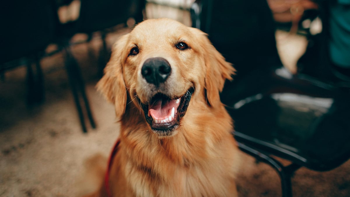 Portland Landlord Accused of Kidnapping Tenant’s Emotional Support Dog and Demanding $500 Ransom