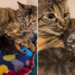 Portland Vet Saves Mama Cat and Her Kittens — A Journey Through Heartbreak and Hope