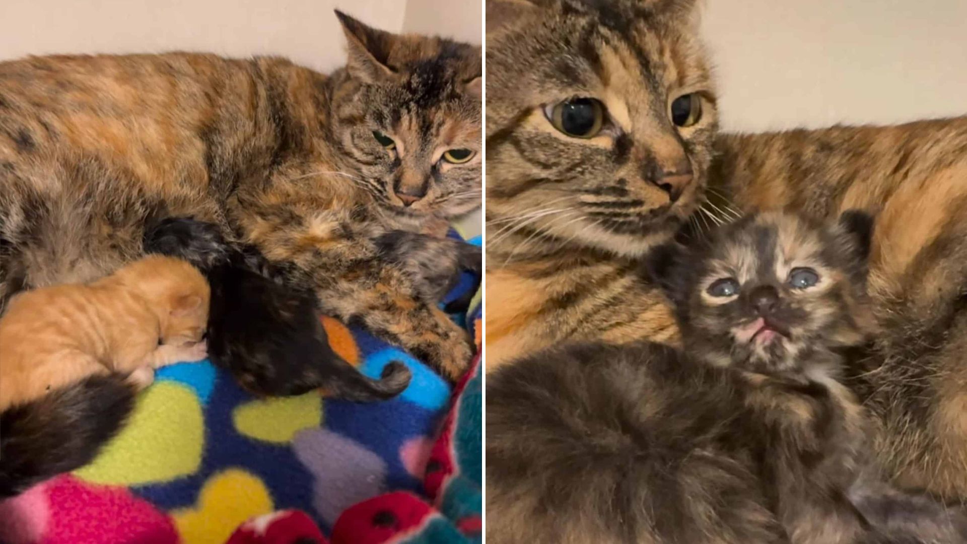Portland Vet Saves Mama Cat and Her Kittens — A Journey Through Heartbreak and Hope