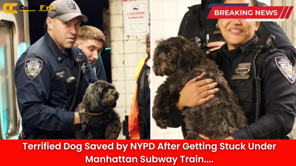 Terrified Dog Saved by NYPD After Getting Stuck Under Manhattan Subway Train