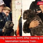 Terrified Dog Saved by NYPD After Getting Stuck Under Manhattan Subway Train