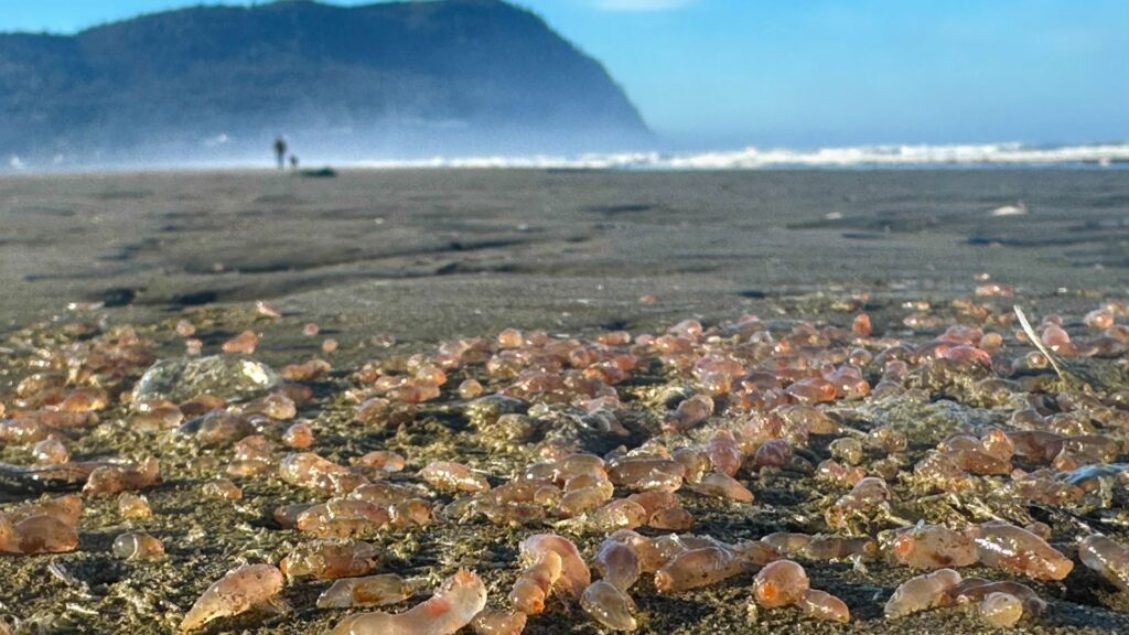 Thousands of ‘Skin-Breathing’ Sea Cucumbers Wash Ashore on Oregon Coast